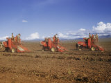 Combines Digging  Cleaning  and Sacking Peanuts at Kongwa