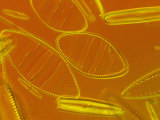 Diatoms