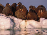 Atlantic Walruses Rest on an Ice Patch