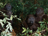 Three Western Lowland Gorillas Sit in the Jungle