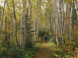 A Woman Walks Down a Birch Tree-Lined Trail in Autumn