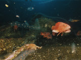 Sunflower Sea Star and Salps  or Zooplankters at a 400-Foot Depth on Bowie Seamount