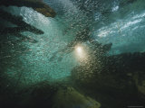 A School of Fish in an Old Wreck