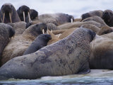 A Group of Atlantic Walruses Bask on the Drifting Ice