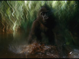A Baby Orphan Gorilla Plays in the Water