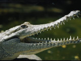 Close View of a Freshwater Crocodile with its Mouth Agape