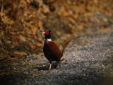 A Ring-Necked Pheasant Warily Crosses a Gravel Road