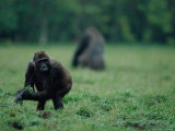 A Foraging Gorilla (Gorilla Gorilla Gorilla) with a Handful of Vegetation