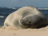 A Hawaiian Monk Seal Lays in the Sand on a Beach