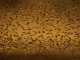 Hundreds of Red-Billed Quelea Birds Taking Flight