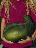 An Apache-Type Watermelon Planted from Seeds Found in an Indian Cave in Arizona