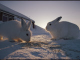 Close View of a Pair of Arctic Hares