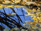 Autumn Leaves Float in a Pool of Water