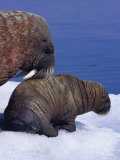 An Atlantic Walrus with its Offspring