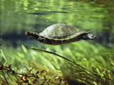 A Freshwater Turtle Swimming Underwater