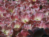 Ruffled Tulips Grow Petal-To-Petal in Lafayette Square