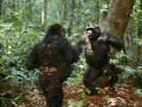 Orphan Lowland Gorillas Compete for Dominance