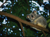 A Koala Bear Clings to a Eucalyptus Tree in Eastern Australia