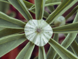 A Close-up of a Raindrop in the Center of a Lupine Leaf