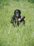 A Young Pygmy Chimpanzee Sits in the Tall Grass