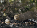 A Mongoose Approaches a Birds Egg on the Ground at Kaena Point Natural Area Reserve on Oahu