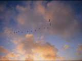 Cormorants in Formation