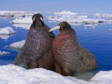 Atlantic Walruses Resting on a Patch of Ice