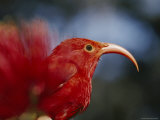 Close-up of an Iiwi Bird