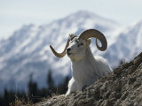 Close-up of a Dalls Sheep