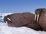 Atlantic Walruses Resting on an Ice Patch