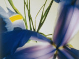 A Close-up of a Purple Iris