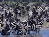 A Herd of Zebras in a River