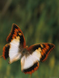 A Close View of a Rare Female Flame-Bordered Charyais Butterfly