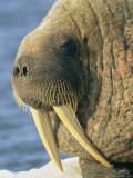 A Close up of an Adult Atlantic Walrus
