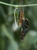 A Passionflower Butterfly Pupa Struggles to Unleash Itself from its Transparent Chrysalis