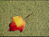A Red Maple Leaf
