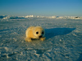 A Newborn Harp Seal Pup in a Yellowcoat  Stares Directly at the Camera