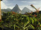 A Garden of Flowering Plants
