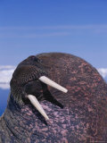 A Close View of an Atlantic Walrus