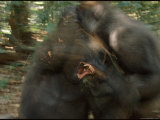 Gorillas Fight for Territory and Dominance