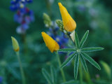 Wildflowers