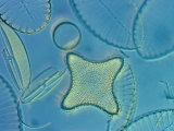 Diatoms