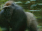 Panned View of a Big Silverback Gorilla