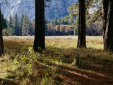 Tree Trunks in a Mountain Meadow