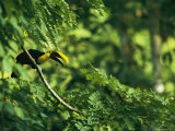A Chestnut-Mandibled Toucan Perches on a Branch