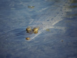 A Crocodile Swims in the Shallows  with Only His Eyes and the Tip of His Snout Protruding