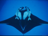 A Manta Ray with Remoras