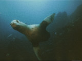 Steller Sea Lions Prowl Near the Summit of Bowie Seamount  Their Feeding Grounds