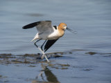American Avocet