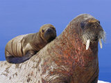 A Young Atlantic Walrus Pup Seeks Refuge on its Mothers Back